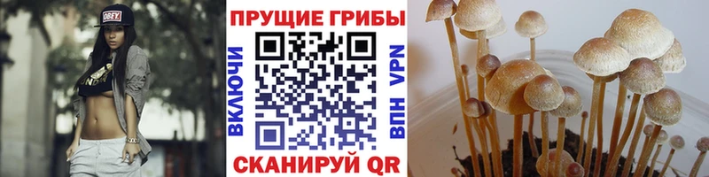 купить наркоту  Кодинск  нарко площадка как зайти  Псилоцибиновые грибы мицелий 